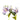 Enchanted purple lilie