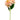 Peach Hydrangea Blossom