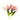 Enchanted Lilies