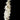 Delphinium stems White