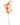 Oncidium Orchid Orange