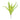 Boston Fern Stem