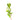 Cocoplum