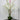 Orchids with Circular White Vase
